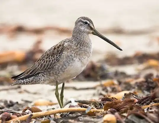 Picture of a long-billed dowitcher (Limnodromus scolopaceus)