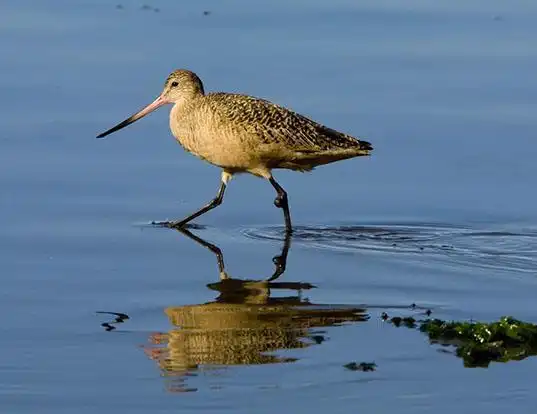 Picture of a marbled godwit (Limosa fedoa)