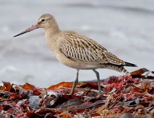 Picture of a bar-tailed godwit (Limosa lapponica)