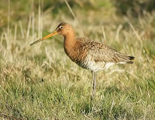 Picture of a black-tailed godwit (Limosa limosa)