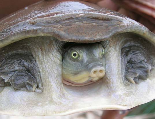 Picture of a indian flap-shelled turtle (Lissemys punctata)