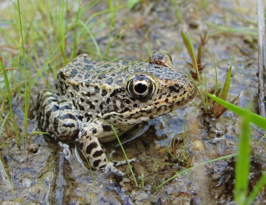 Picture of a gopher frog (Lithobates capito)