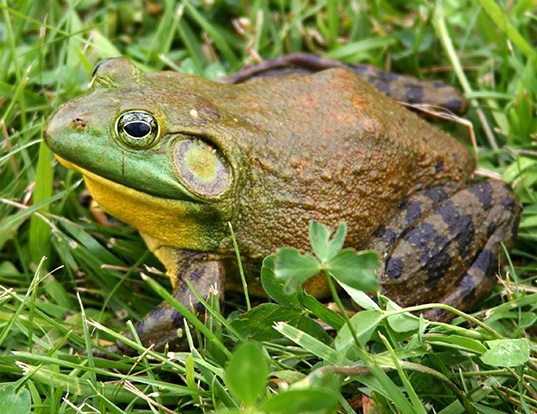 Picture of a american bullfrog (Lithobates catesbeianus)