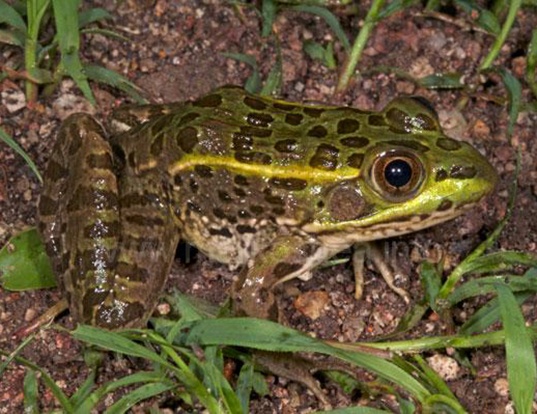 Picture of a chiricahua leopard frog (Lithobates chiricahuensis)