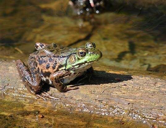 Picture of a green frog (Lithobates clamitans)