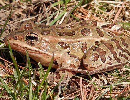 Picture of a northern leopard frog (Lithobates pipiens)
