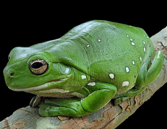Picture of a green tree frog (Litoria caerulea)