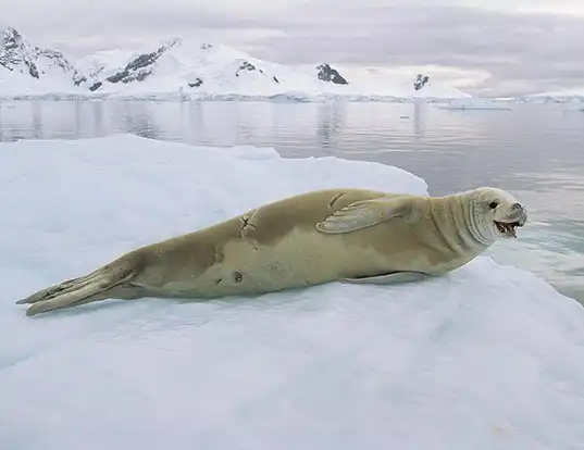 Picture of a crabeater seal (Lobodon carcinophaga)