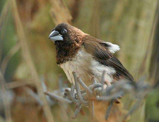Picture of a bengal finch (Lonchura striata)
