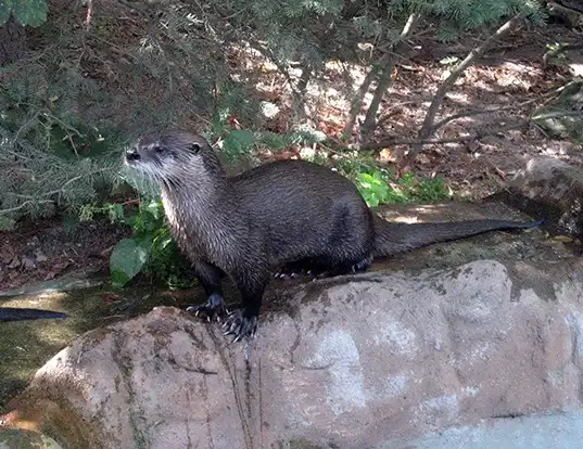 Picture of a north american otter (Lontra canadensis)
