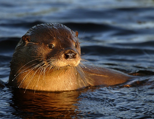 Picture of a southern river otter (Lontra provocax)