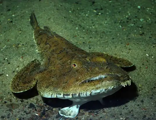 Picture of a anglerfish (Lophius piscatorius)