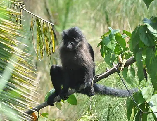 Picture of a gray-cheeked mangabey (Lophocebus albigena)