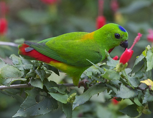 Picture of a blue-crowned hanging parrot (Loriculus galgulus)
