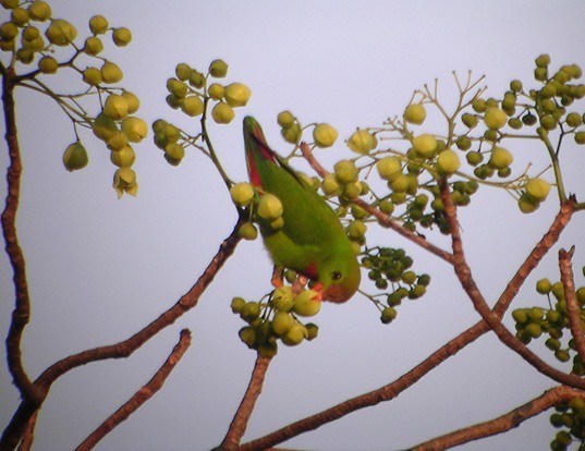 Picture of a philippine hanging-parrot (Loriculus philippensis)