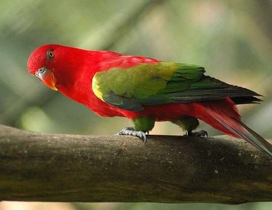 Picture of a chattering lory (Lorius garrulus)
