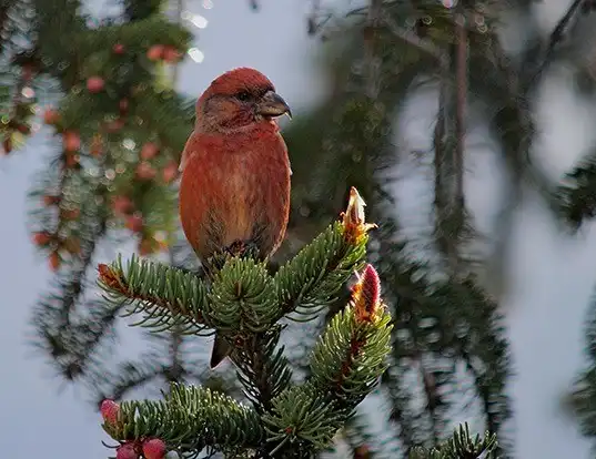 Picture of a red crossbill (Loxia curvirostra)