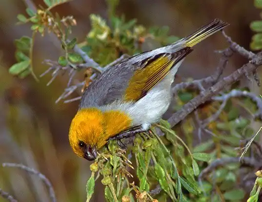 Picture of a palila (Loxioides bailleui)