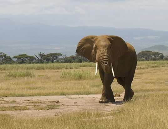 Picture of a african elephant (Loxodonta africana)