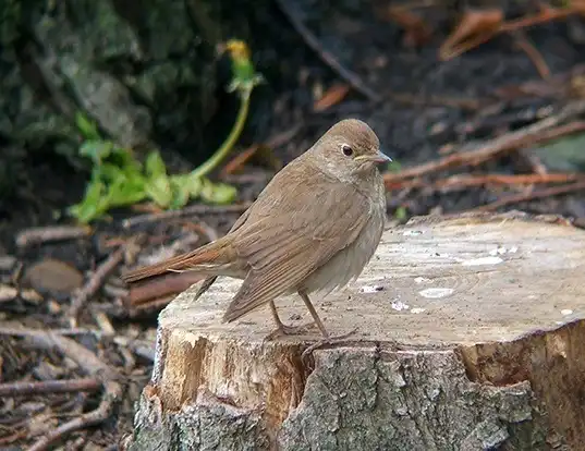 Picture of a thrush nightingale (Luscinia luscinia)