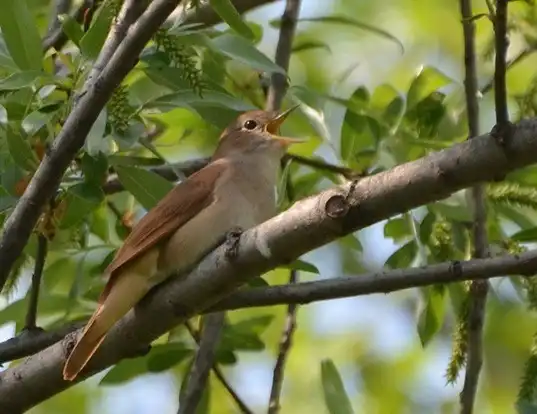 Picture of a nightingale (Luscinia megarhynchos)