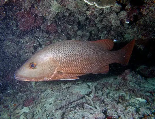 Picture of a mangrove red snapper (Lutjanus argentimaculatus)