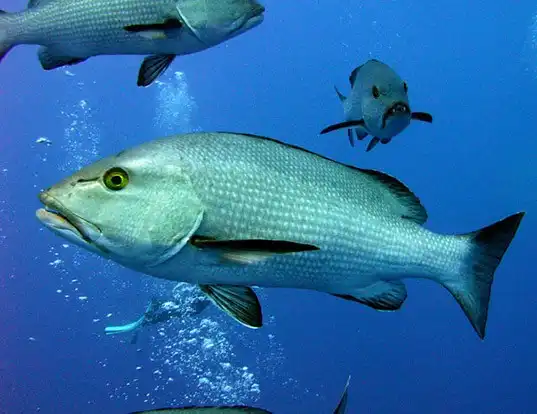 Picture of a two-spot red snapper (Lutjanus bohar)
