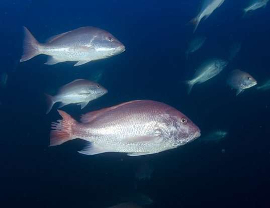 Picture of a northern red snapper (Lutjanus campechanus)
