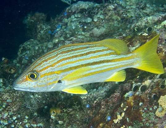 Picture of a spanish flag snapper (Lutjanus carponotatus)