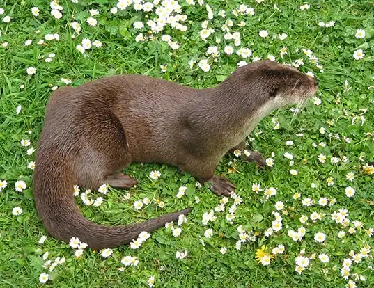 Picture of a eurasian otter (Lutra lutra)