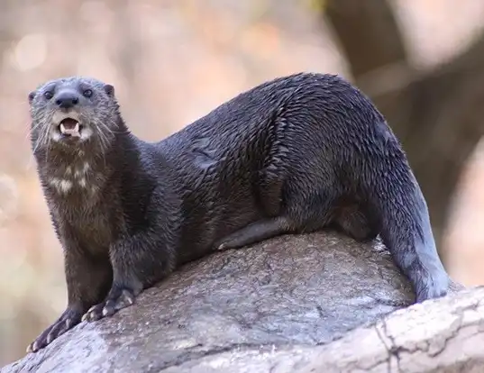Picture of a spotted-necked otter (Lutra maculicollis)