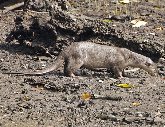 Picture of a smooth-coated otter (Lutrogale perspicillata)