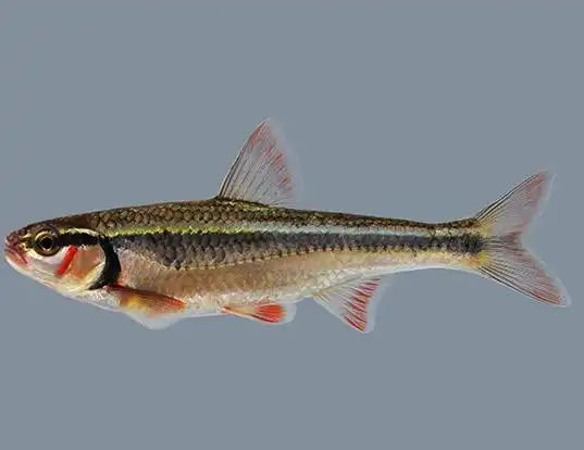 Picture of a bleeding shiner (Luxilus zonatus)
