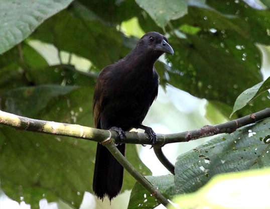 Picture of a paradise-crow (lycocorax pyrrhopterus)
