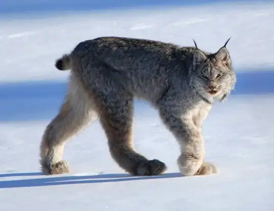 Picture of a canada lynx (Lynx canadensis)