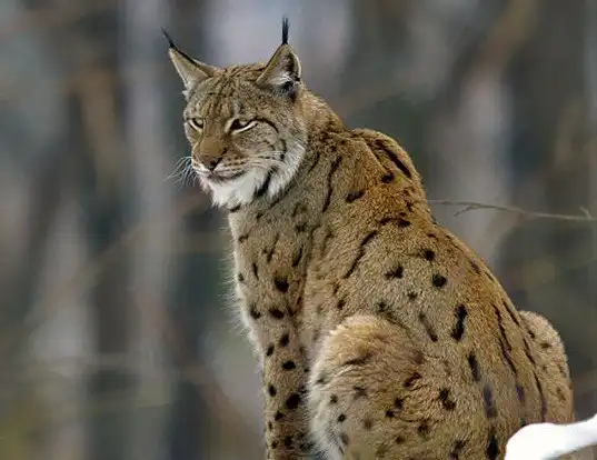 Picture of a lynx (Lynx lynx)
