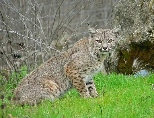 Picture of a bobcat (Lynx rufus)