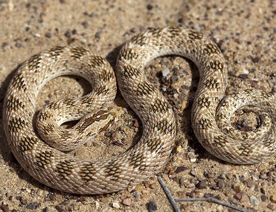 Picture of a diademed sand-snake (Lytorhynchus diadema)