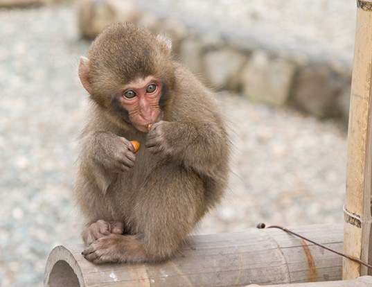 Picture of a japanese macaque (Macaca fuscata)