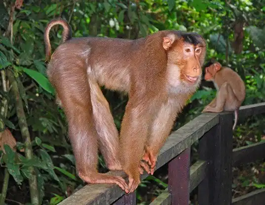 Picture of a southern pig-tailed macaque (Macaca nemestrina)
