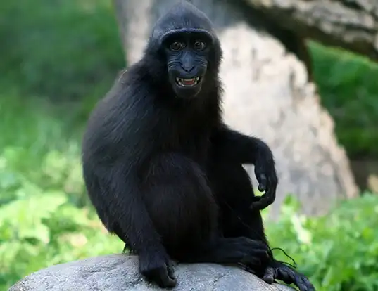 Picture of a celebes crested macaque (Macaca nigra)