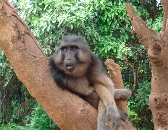 Picture of a booted macaque (Macaca ochreata)