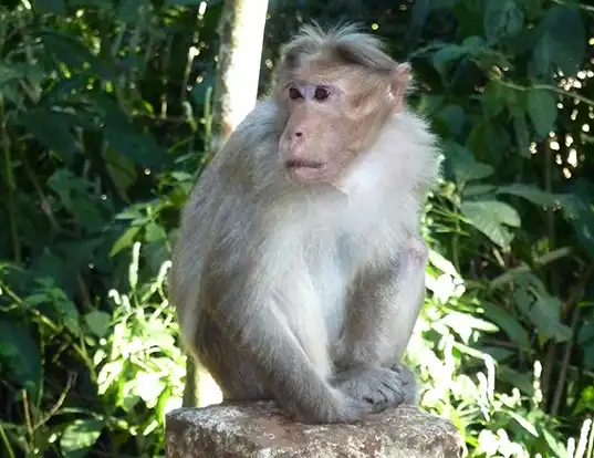 Picture of a bonnet macaque (Macaca radiata)