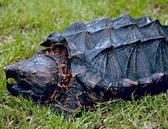 Picture of a alligator snapping turtle (Macrochelys temminckii)