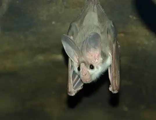 Picture of a ghost bat (Macroderma gigas)