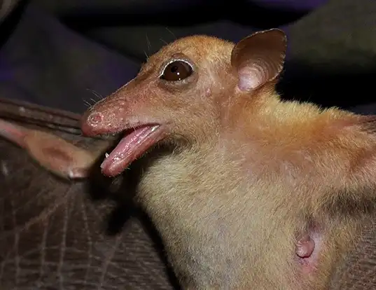 Picture of a hill long-tongued fruit bat (Macroglossus sobrinus)