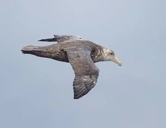 Picture of a southern giant petrel (Macronectes giganteus)