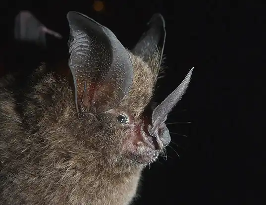 Picture of a long-legged bat (Macrophyllum macrophyllum)