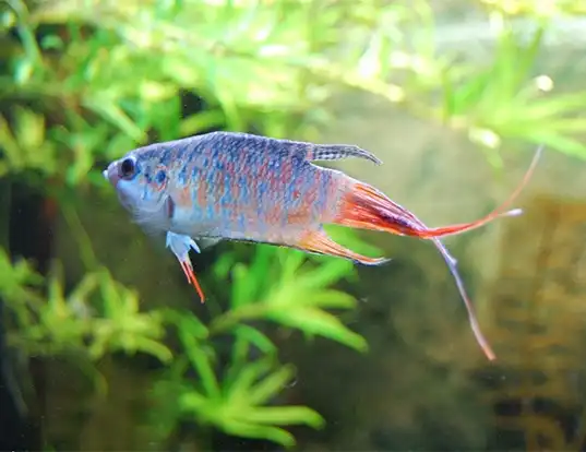Picture of a paradise fish (Macropodus opercularis)