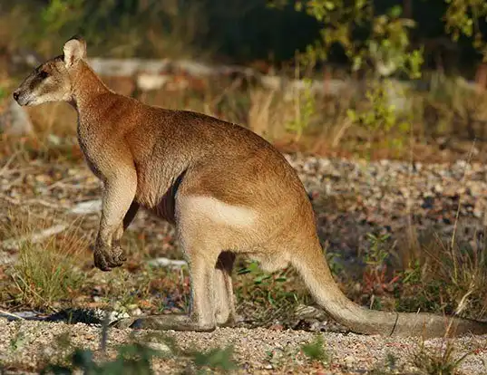 Picture of a agile wallaby (Macropus agilis)